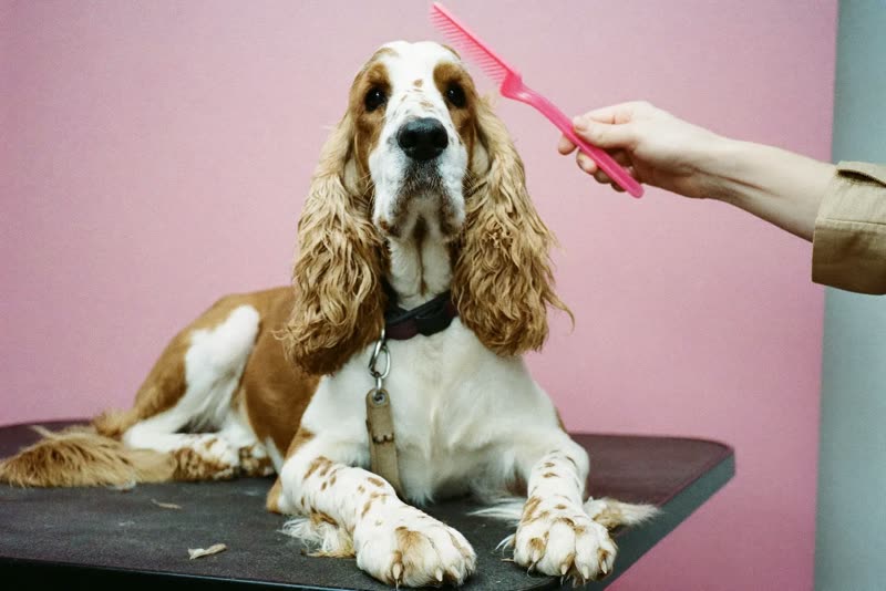 A spaniel lying calmly on a grooming table while its coat is combed through