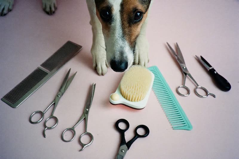Grooming tools laid out: combs, scissors, a slicker brush and clippers