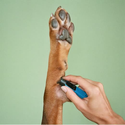 A dog's paw having its nails clipped