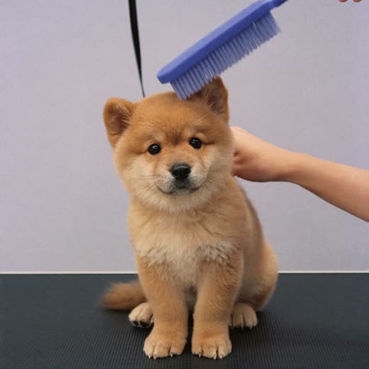 A small fluffy puppy sitting calmly after a first gentle groom